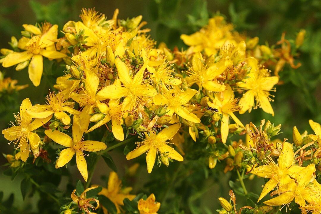 St. John's wort for potency