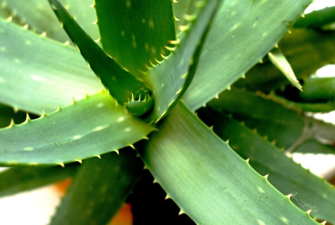 aloe vera for male virility